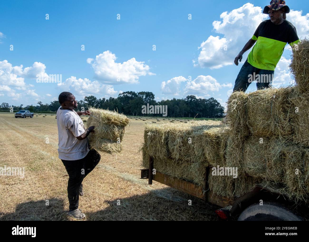 I lavoratori agricoli afroamericani impilano balle di fieno ad Arnaudville, Louisiana, Stati Uniti. Foto Stock