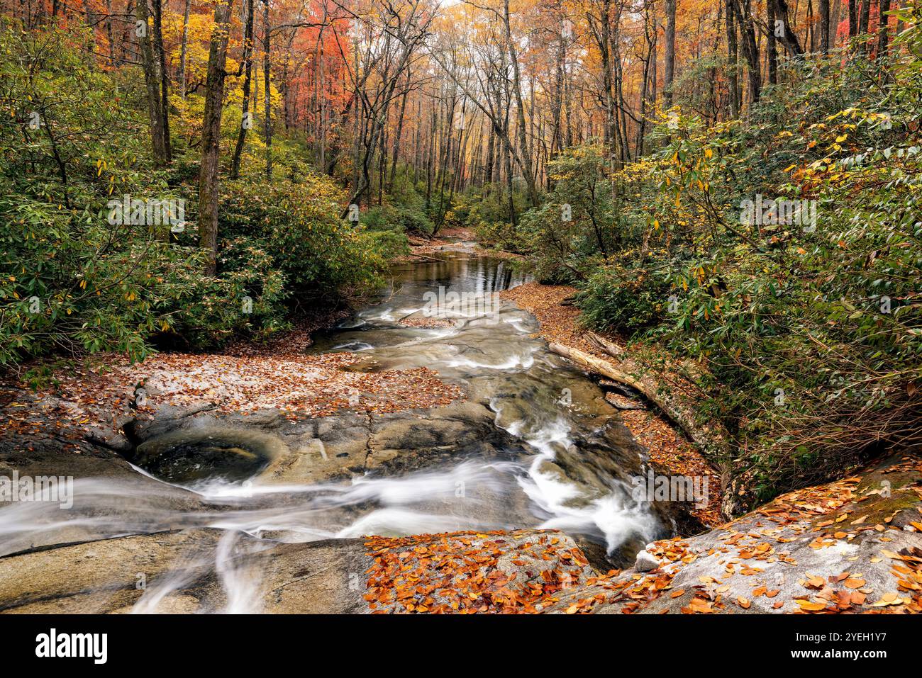 Cove Creek in autunno - Pisgah National Forest, vicino a Brevard, Carolina del Nord, Stati Uniti Foto Stock