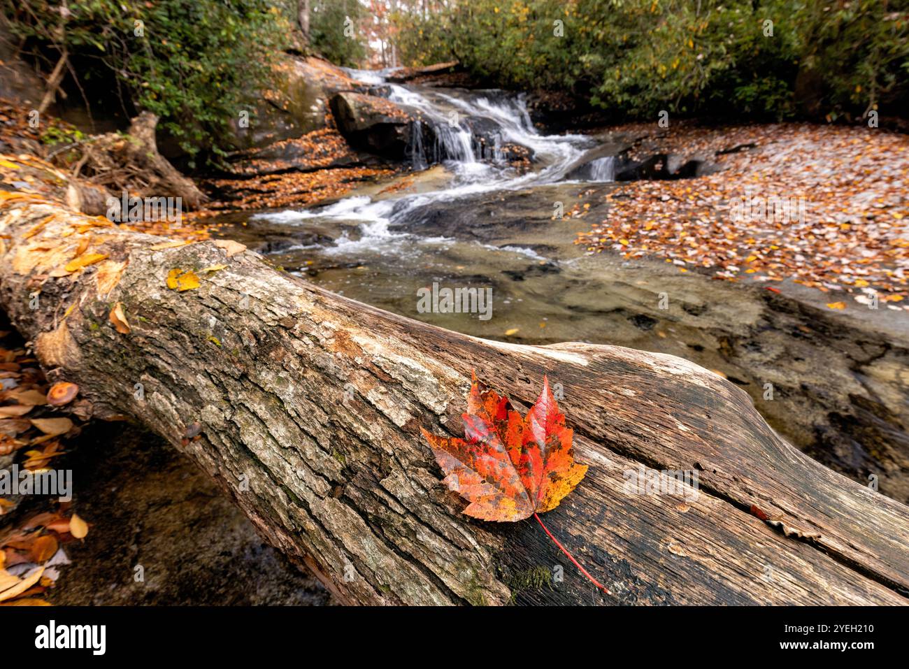 Primo piano di una foglia d'acero in autunno: Cove Creek, Pisgah National Forest, vicino a Brevard, North Carolina, Stati Uniti Foto Stock