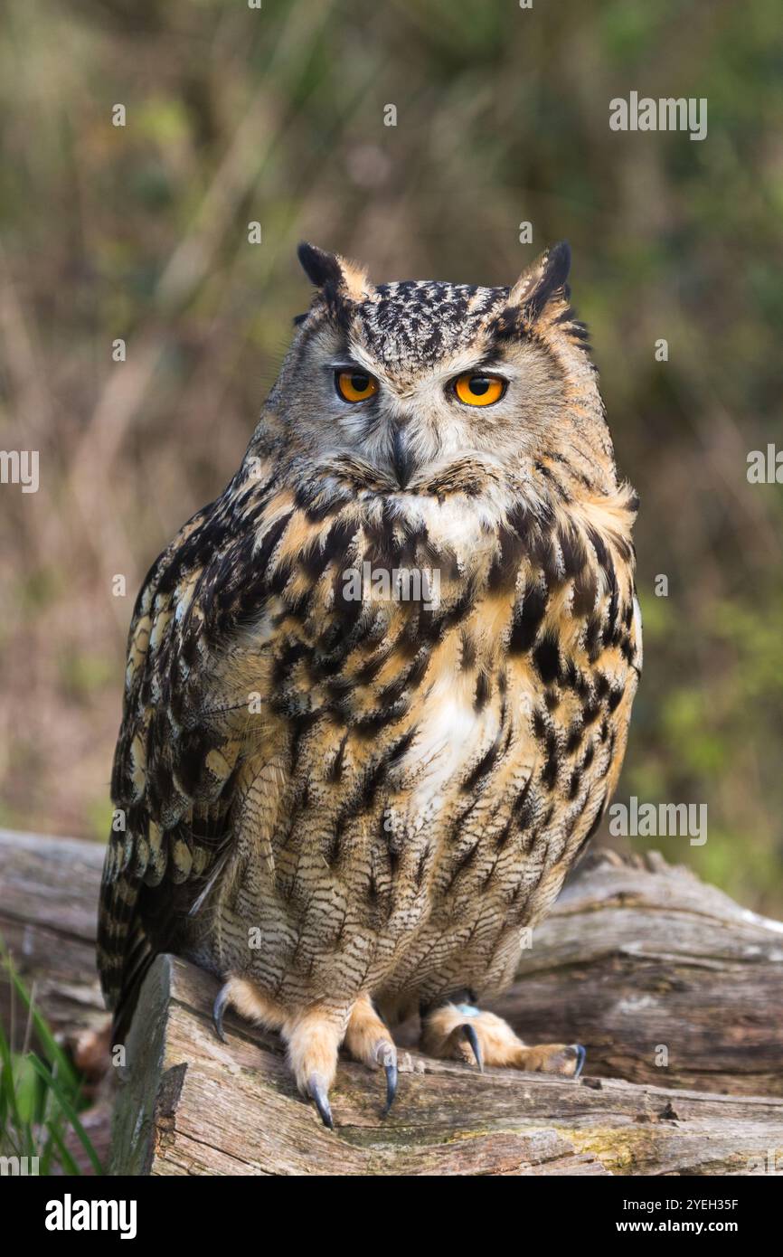 Grande gufo di aquila europea o eurasiatica (bubo bubo) arroccato durante il giorno al British Wildlife Centre, Newchapel, Lingfield, Surrey, Regno Unito Foto Stock