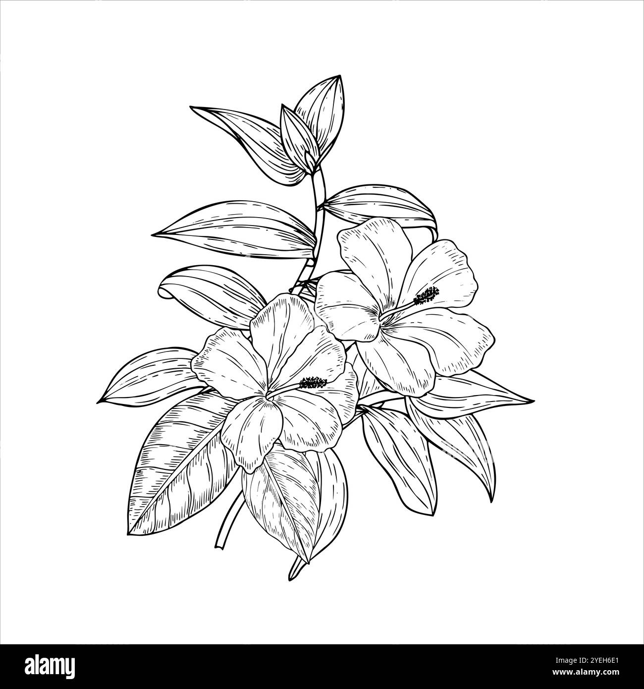 Bouquet in fiore disegnato a mano con fiori di ibisco e foglie di trade scantia. Illustrazione isolata vettoriale delle piante tropicali. Fiori selvatici per matrimoni Illustrazione Vettoriale