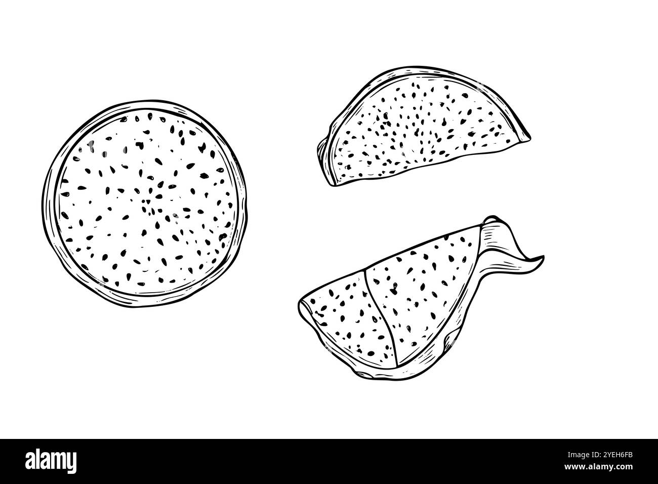 Fette di pitahaya aromatiche e succose con illustrazione vettoriale disegnata a mano con polpa dipinta con inchiostri neri. Set da disegno con incisione di frutta di drago esotico Illustrazione Vettoriale