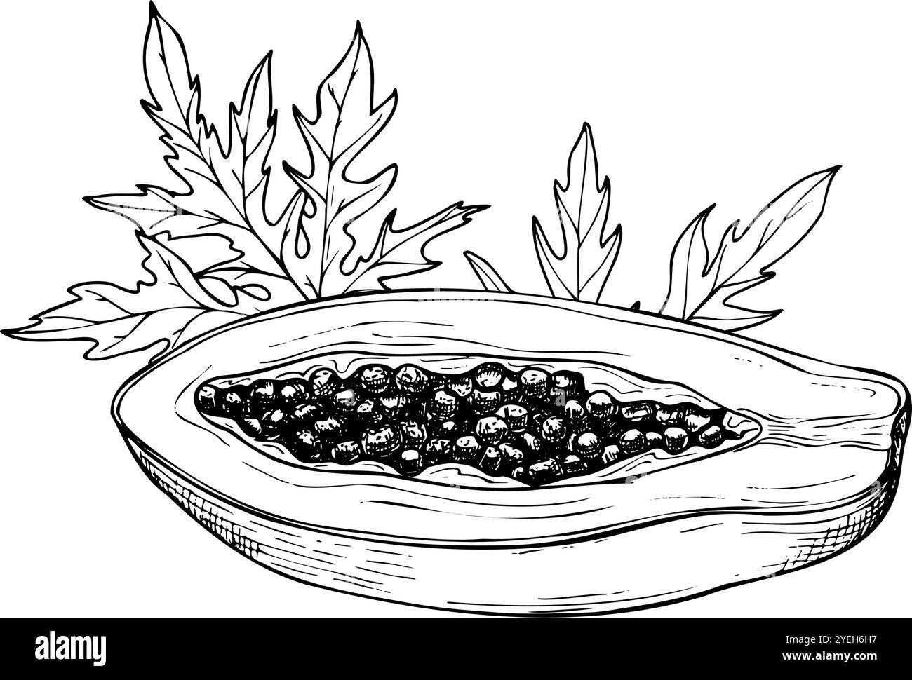 Semi di papaia tropicale vettoriale con semi tra foglie appuntite illustrazione isolata disegnata a mano dipinta da inchiostri neri. Grafica dolce delle piante di pawpaw Illustrazione Vettoriale