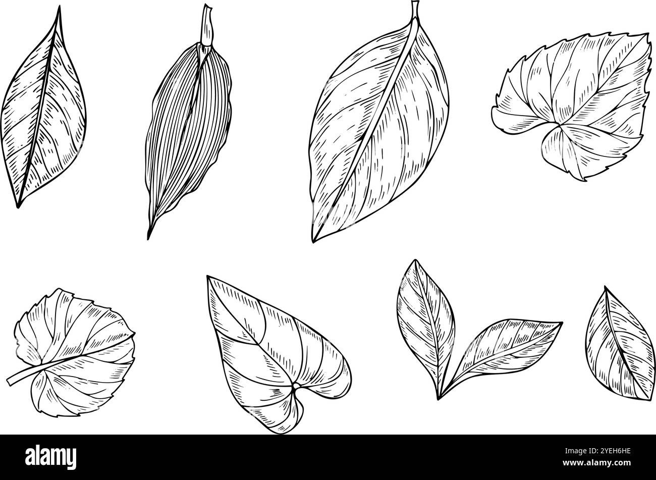 Le foglie tropicali ritagliano un'illustrazione isolata dal vettore dipinto da inchiostri neri. Alocasia, kiwano, agrumi, euforbia, dracaena, fogliame di hedera Illustrazione Vettoriale