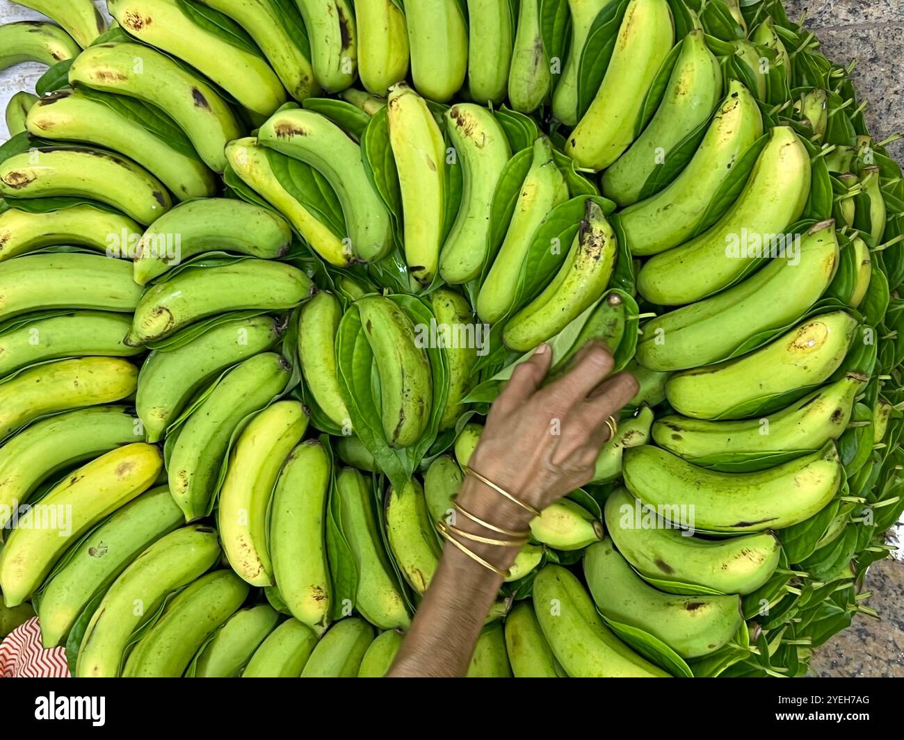 Vista dall'alto di una mano che posiziona la banana verde non matura in forma rotonda per un'offerta a Lord Vishnu. Tempio Sri Thendayuthapani, Singapore - Immagine stock catturata con smartphone