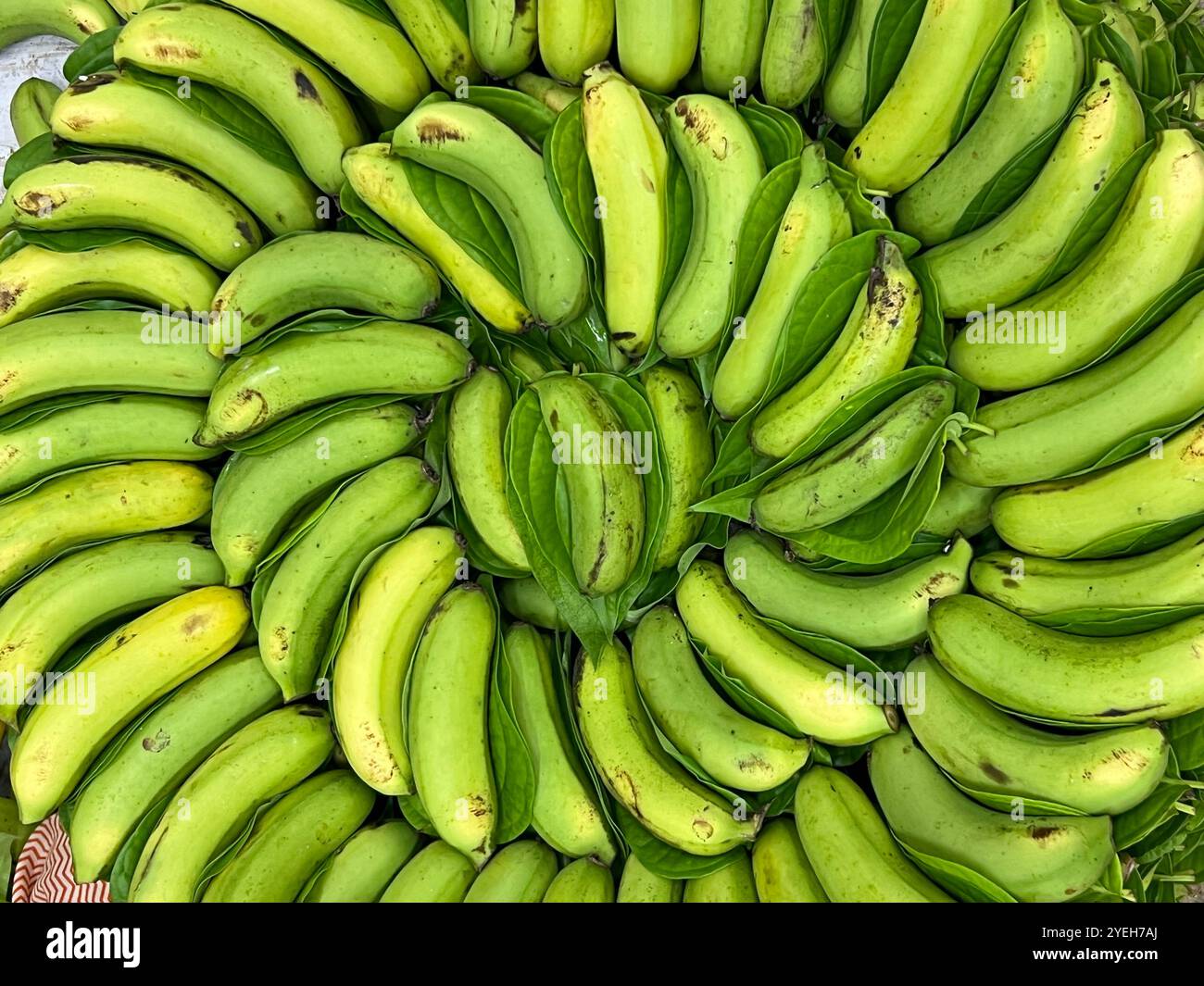 Banane considerate sacre nell'induismo, significato simbolico come abbondanza, fertilità e generosità, offerte agli dei, buona salute e prosperità. - Immagine stock catturata con smartphone
