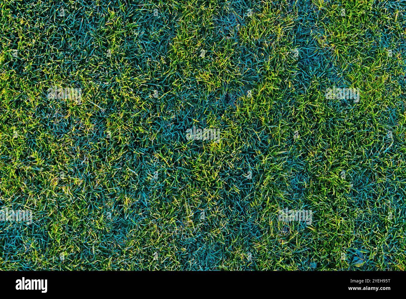 prato verde ricoperto da una consistenza hoarfrost mattutina Foto Stock