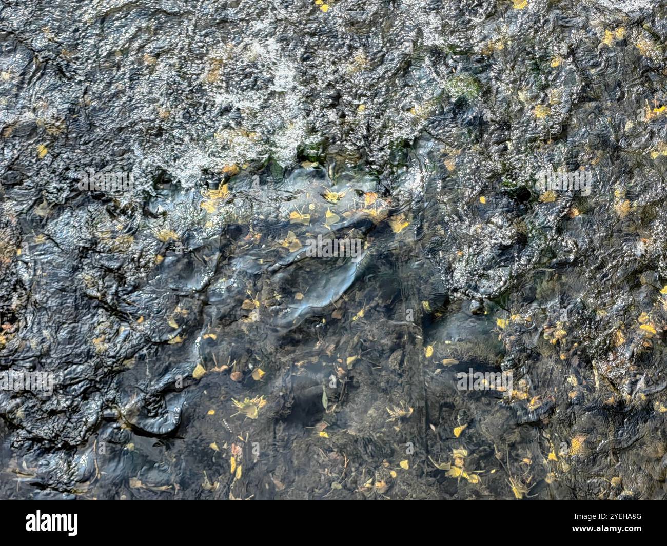 Foglie gialle cadute autunnali sulla superficie del fiume – riflessioni astratte in una giornata di sole. Variazione stagionale. Caricamento prossima stagione. L'inverno sta arrivando. Foto Stock