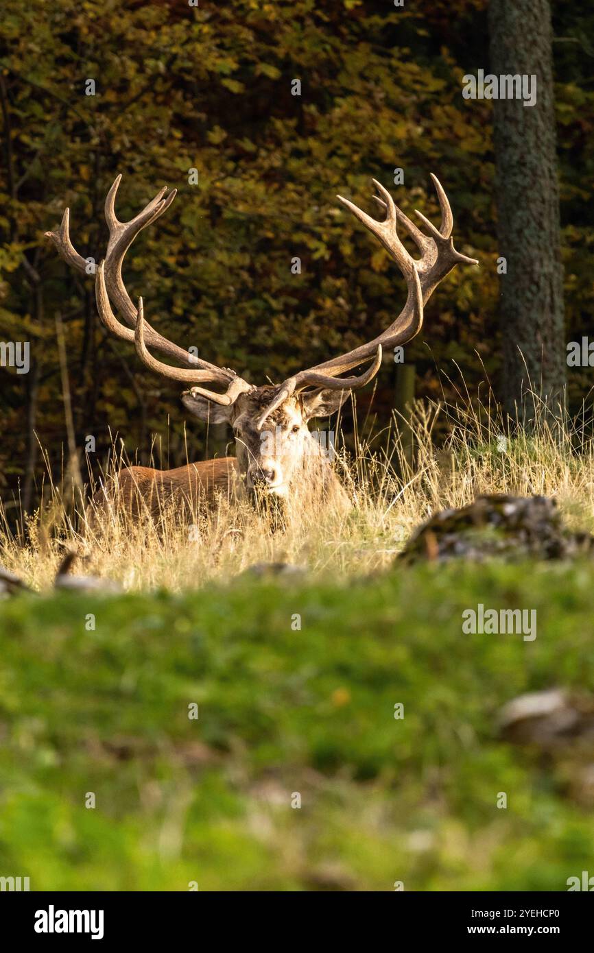 Cervi rossi europei con imponenti corna massicce che crogiolano al sole nella foresta autunnale nella riserva naturale, vista ravvicinata Foto Stock