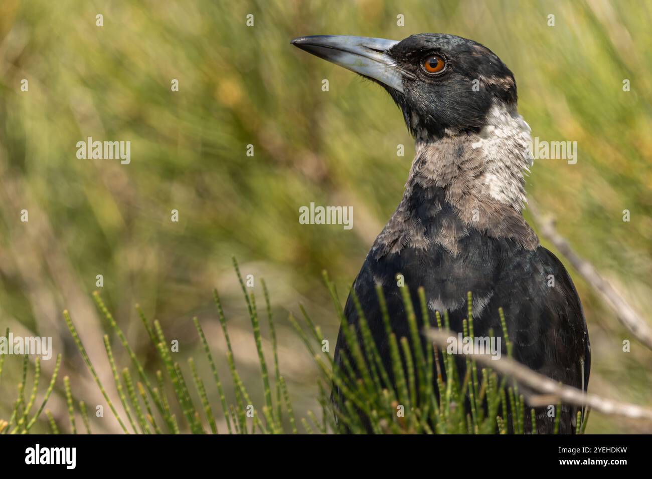 Ritratto di un giovane magpie australiano Foto Stock