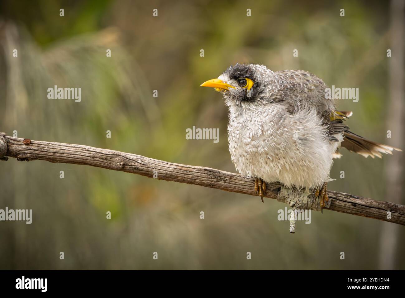 Un uccello minatore rumoroso appollaiato su un ramo d'albero Foto Stock