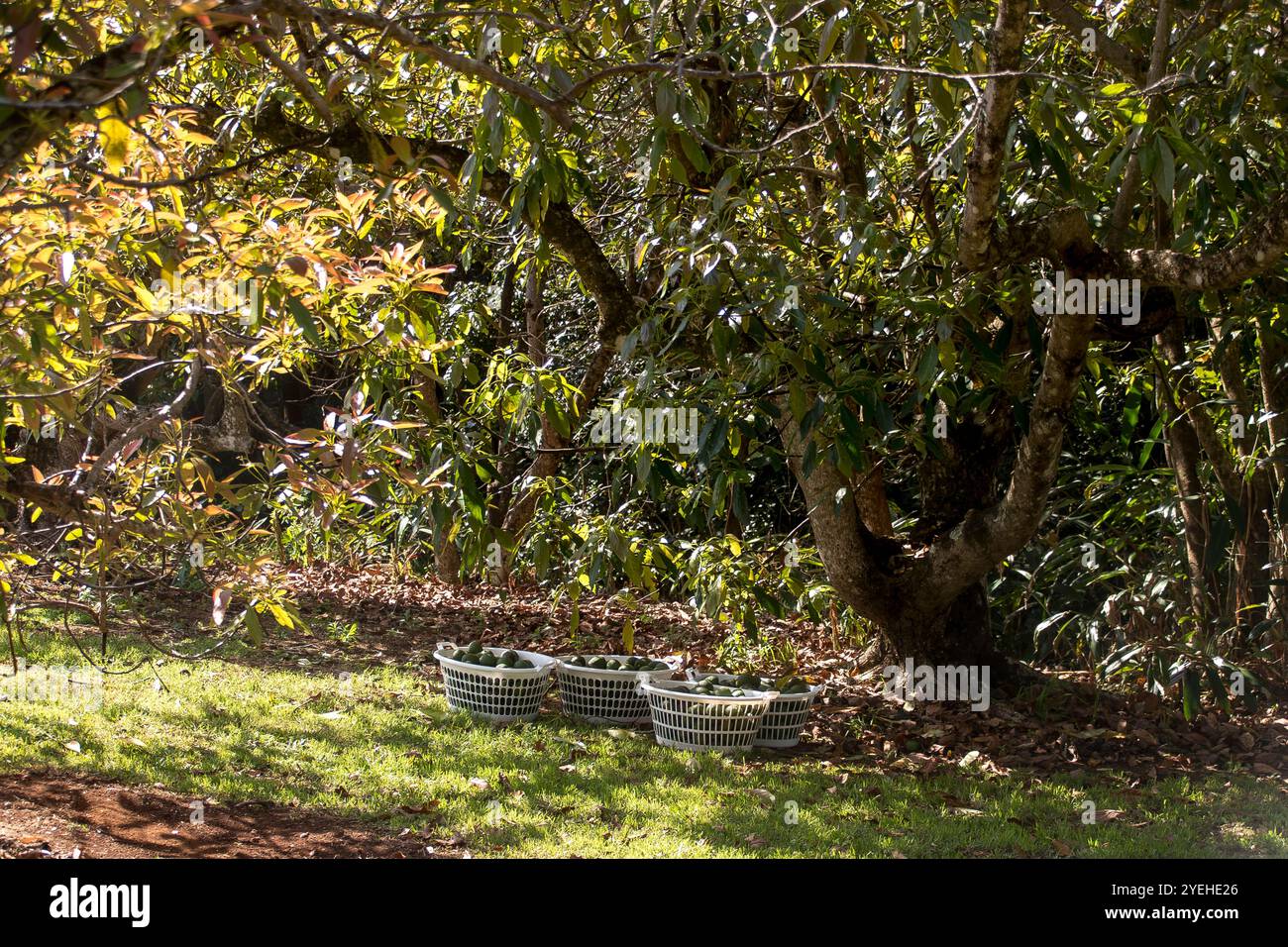 Tempo di raccolta nel frutteto di avocado nel Queensland, Australia. Tre cesti bianchi da 20 kg di Hass avocados (persea americana) all'ombra sotto l'albero avo. Foto Stock