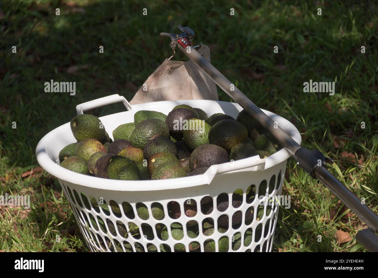 Tempo di raccolta nel frutteto di avocado nel Queensland, Australia. Hass avocado (persea americana) prelevato riempiendo un cestello, con lo strumento di raccolta appoggiato sul lato opposto. Foto Stock