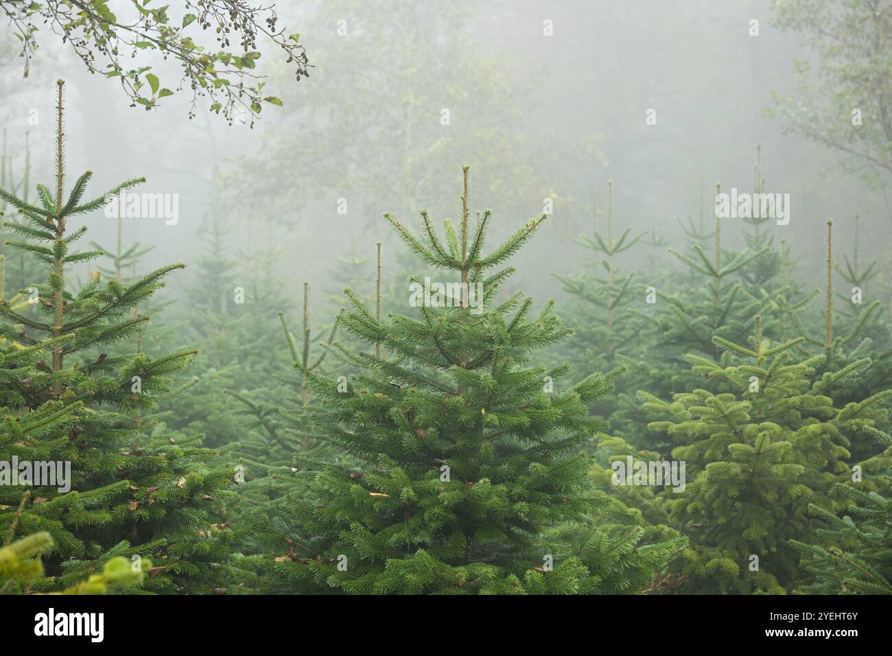 Natale o pini sempreverdi che crescono in un vivaio in una foresta nebbiosa nel tardo autunno, nessuna gente. Foto Stock