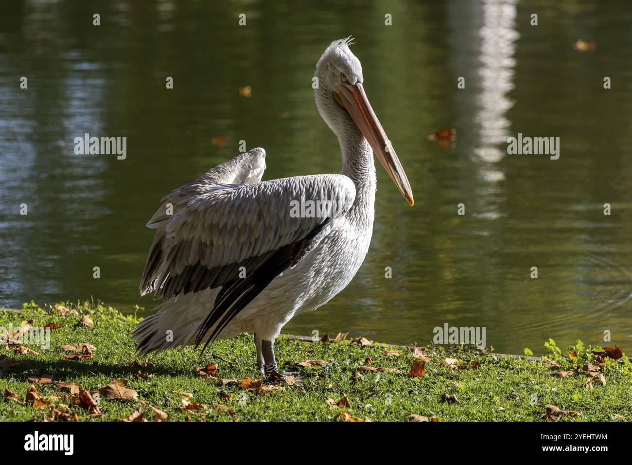 Pelican (Pelecanidae, Pelecanus), in un prato, prigioniero, Germania, Europa Foto Stock