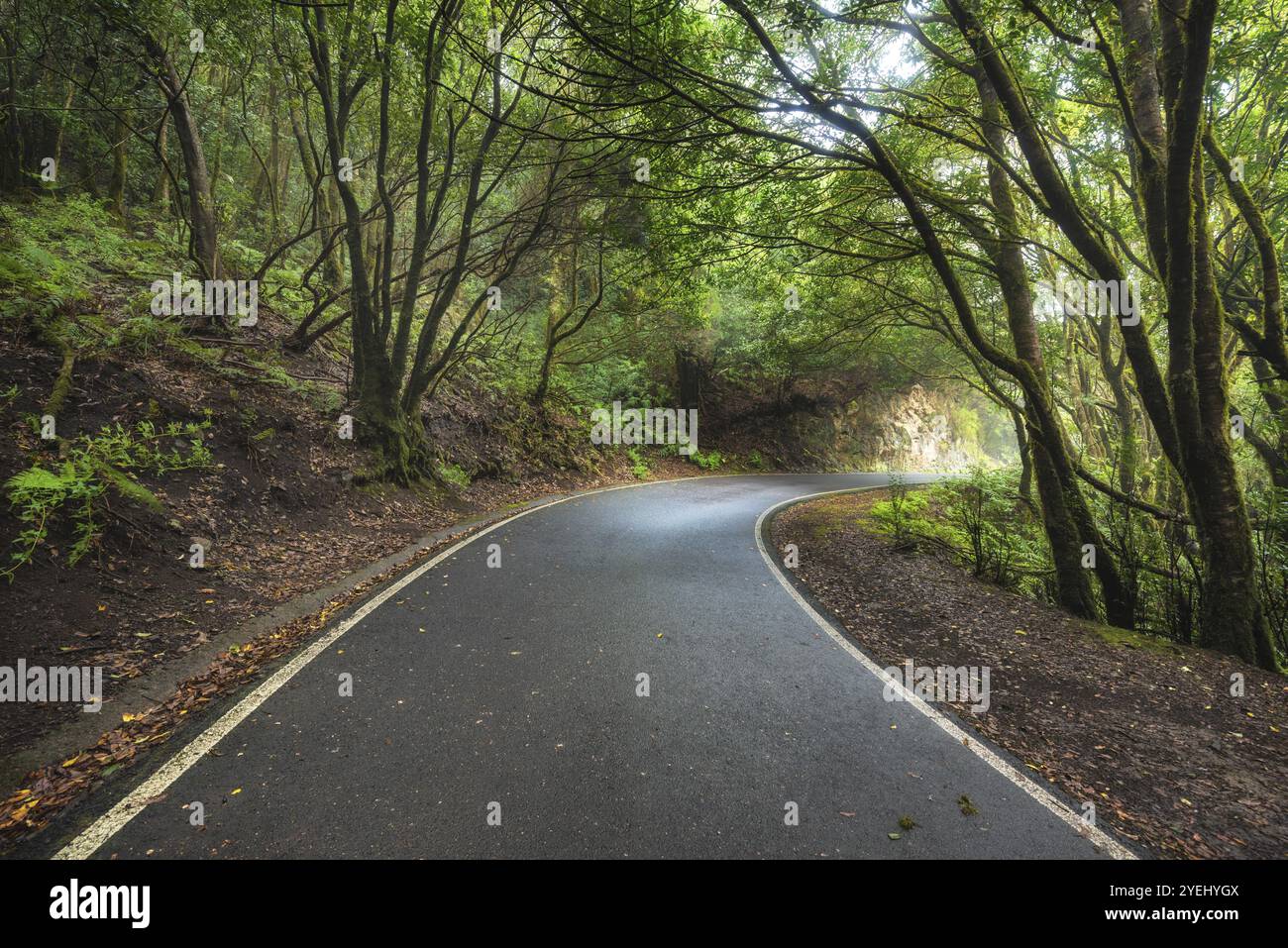 Foresta pluviale magica Laurisilva nelle montagne di Anaga, Tenerife, Isole Canarie, Spagna, Europa Foto Stock
