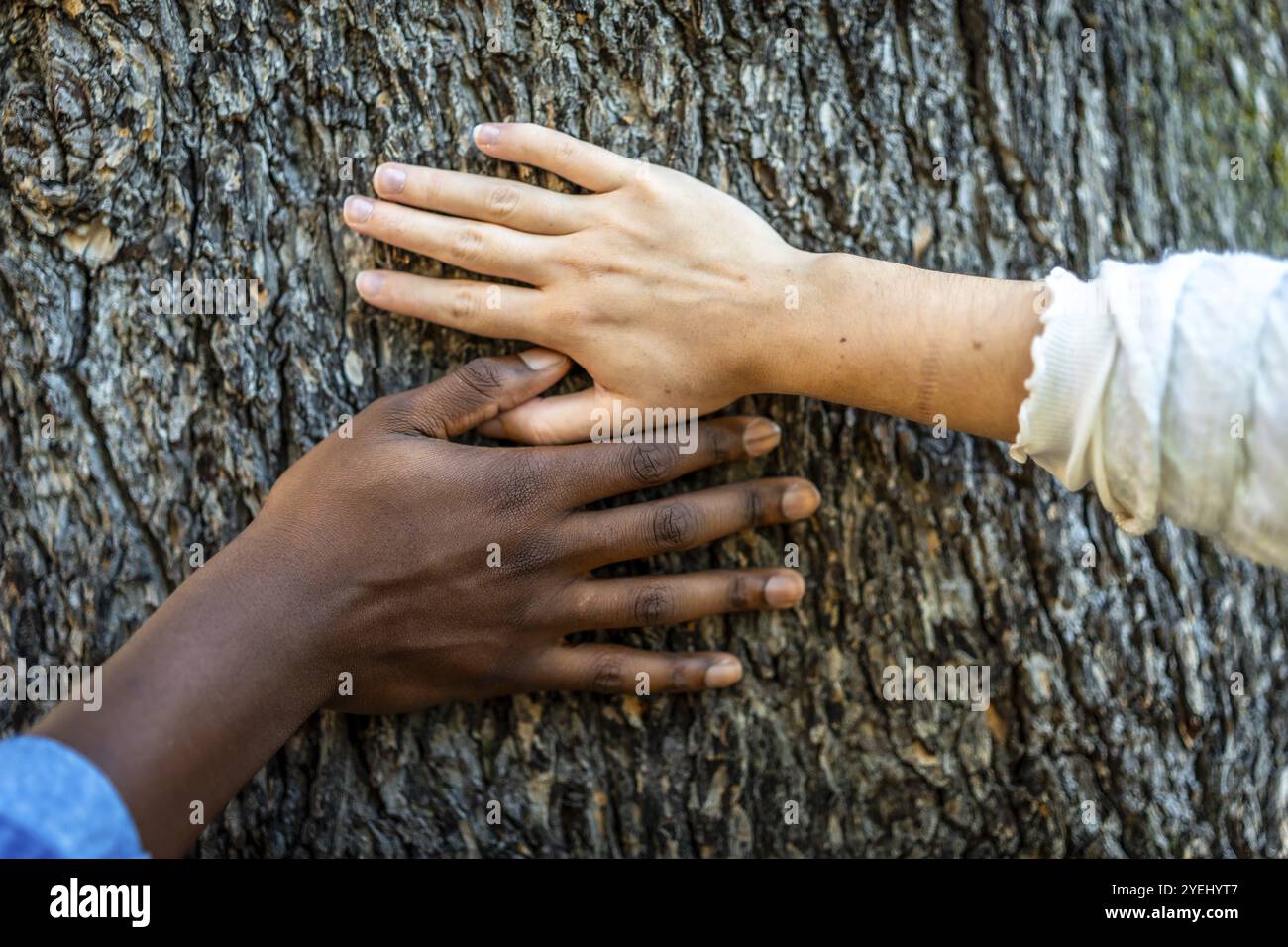 Vista frontale ravvicinata di mani anonime miste su un albero Foto Stock