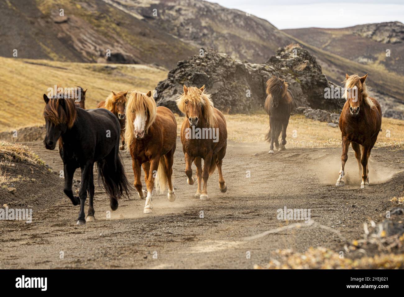 Cavalli islandesi, Andmanalaugar, Islanda, Europa Foto Stock