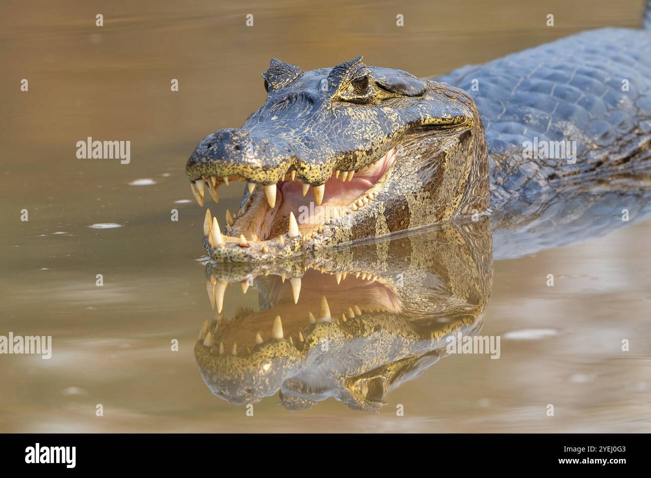 Caiman (Caimaninae), coccodrillo (Alligatoridae), coccodrillo (Crocodylia), ritratto di animali, riflessione, contatto visivo, Pantanal, entroterra, zona umida, UNESCO bi Foto Stock