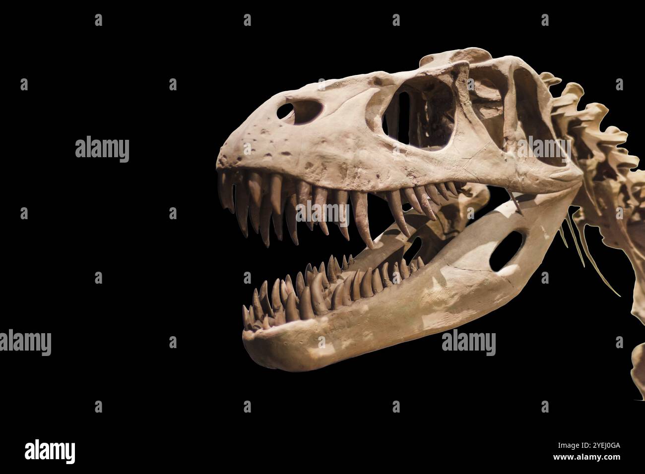 Tyrannosaurus Rex skeleton nero su sfondo isolato Foto Stock