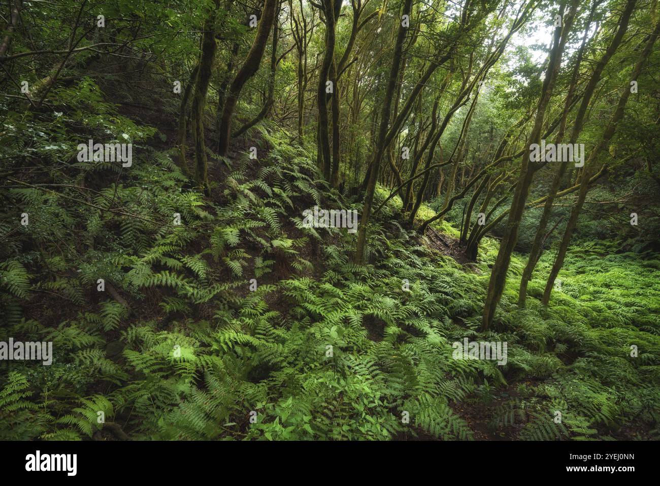 Foresta pluviale magica Laurisilva nelle montagne di Anaga, Tenerife, Isole Canarie, Spagna, Europa Foto Stock