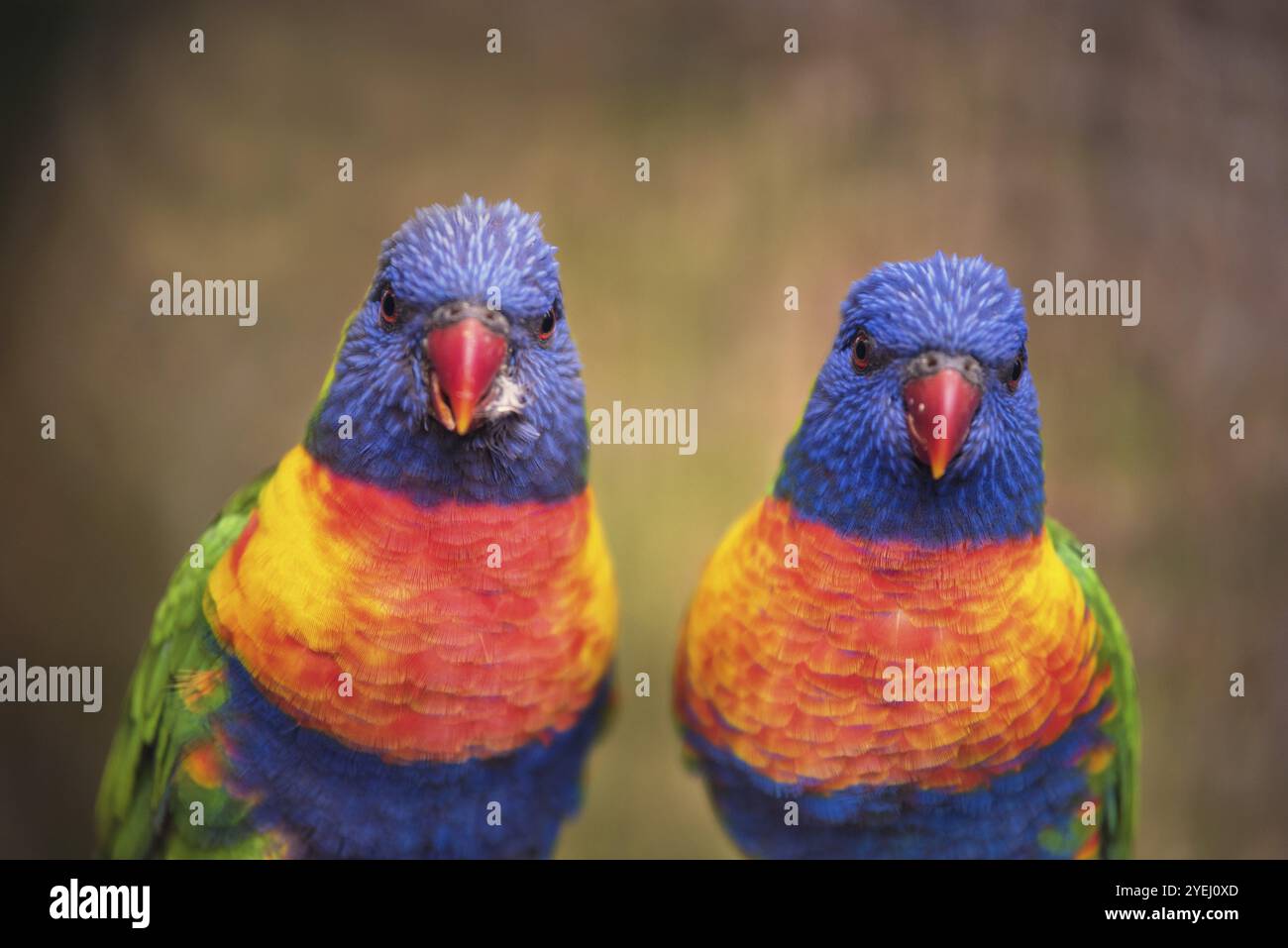 Rainbow lorikeet Foto Stock
