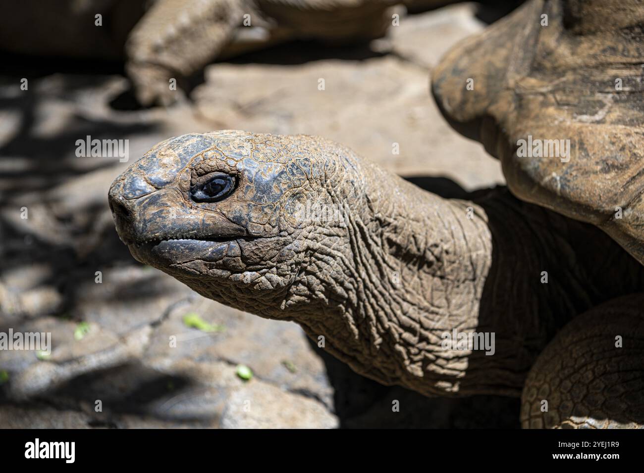 Tartaruga gigante di Aldabra (Aldabrachelys gigantea, Syn.: Geochelone gigantea, Dipsochelys elephantina, Dipsochelys dussumieri), Parco naturale di la Vanille, in Foto Stock