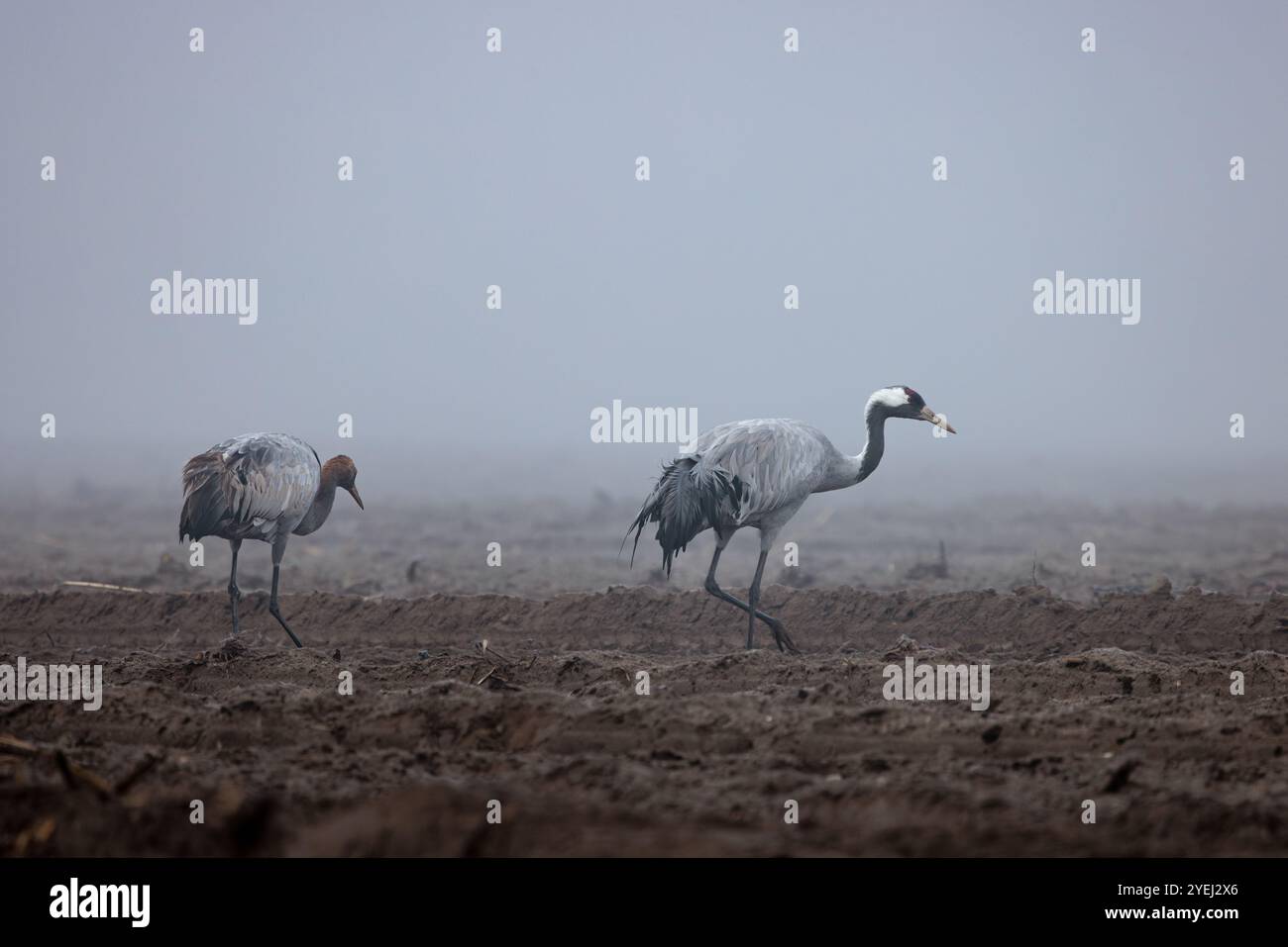 Gru in un campo nella nebbia Foto Stock