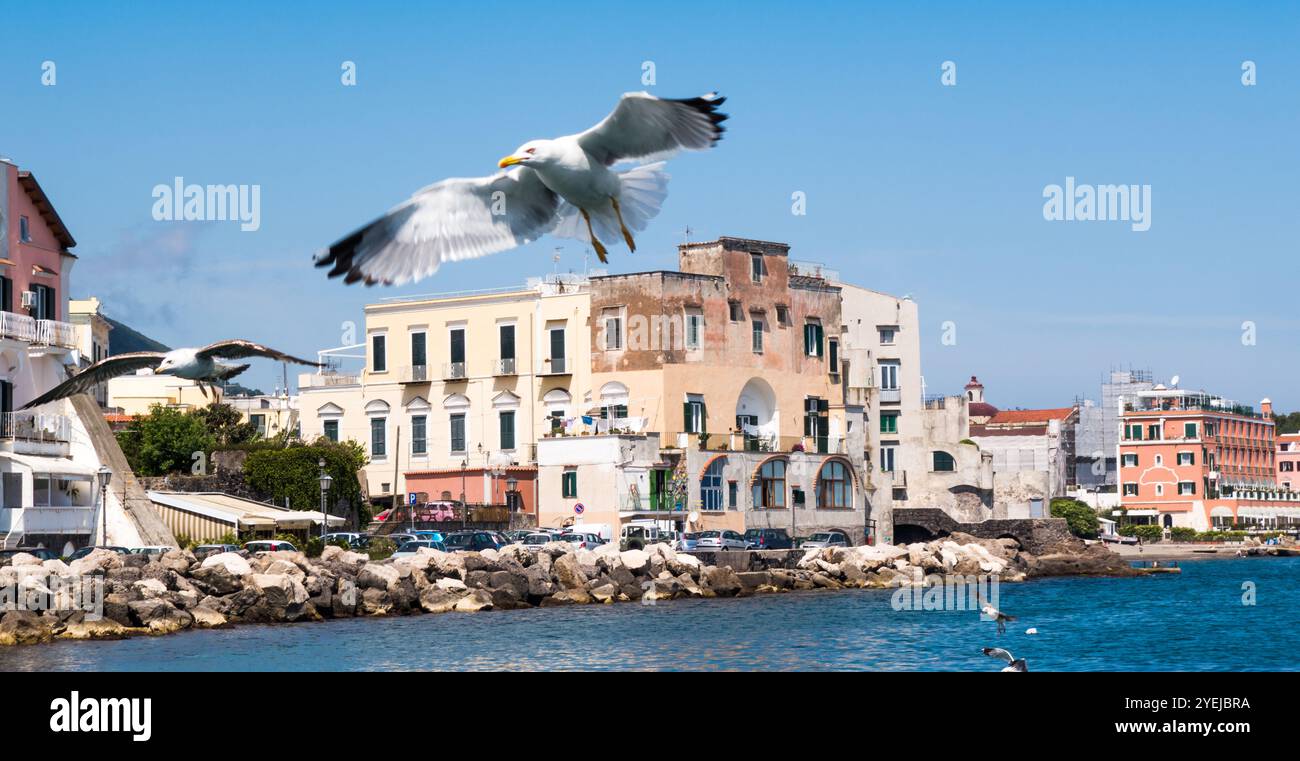 Gabbiani che volano sopra l'isola di Ischia nel Golfo di Napoli nel Mar Mediterraneo Foto Stock