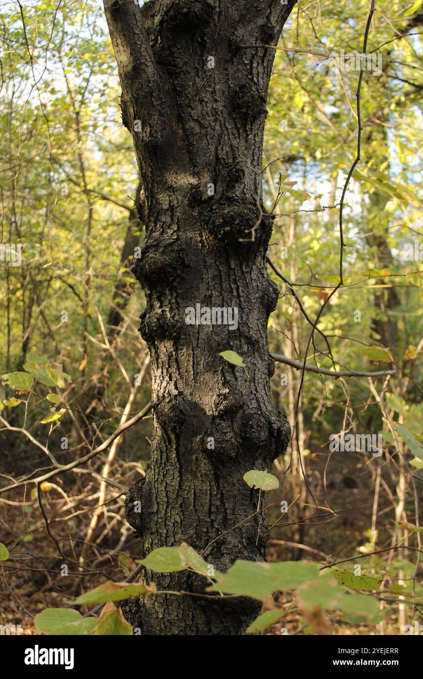 Un albero con dossi che mostra una texture unica e una bellezza naturale. Foto Stock