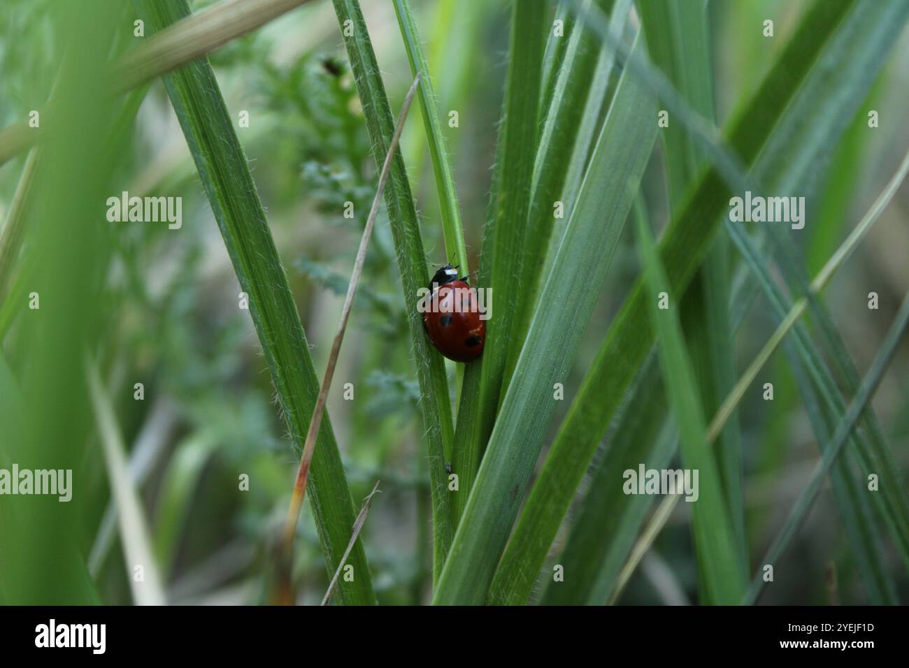 Una coccinella che strizza sull'erba verde, un contrasto di colore brillante. Foto Stock