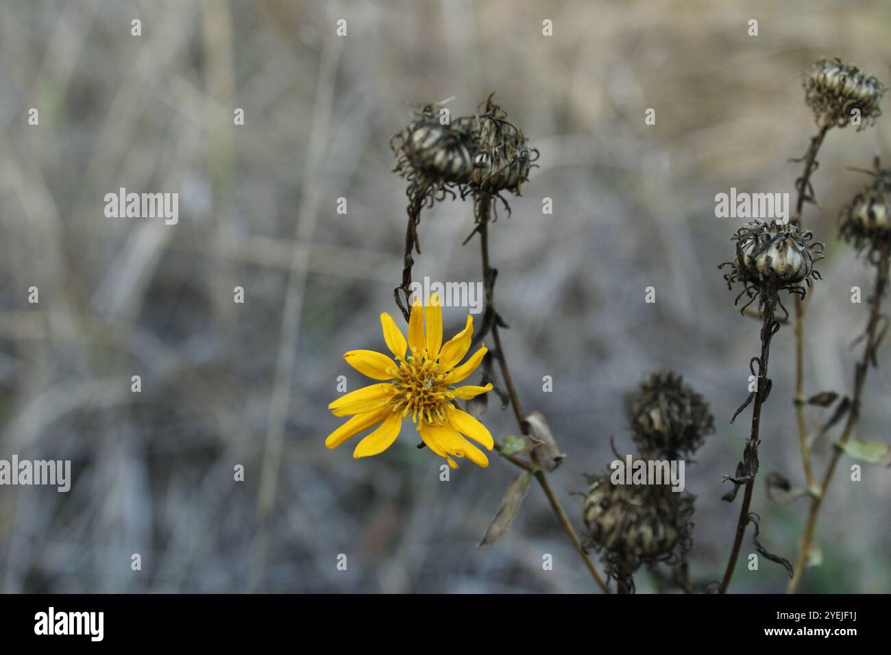 Un fiore giallo tra fiori appassiti, un contrasto di vita e degrado. Foto Stock