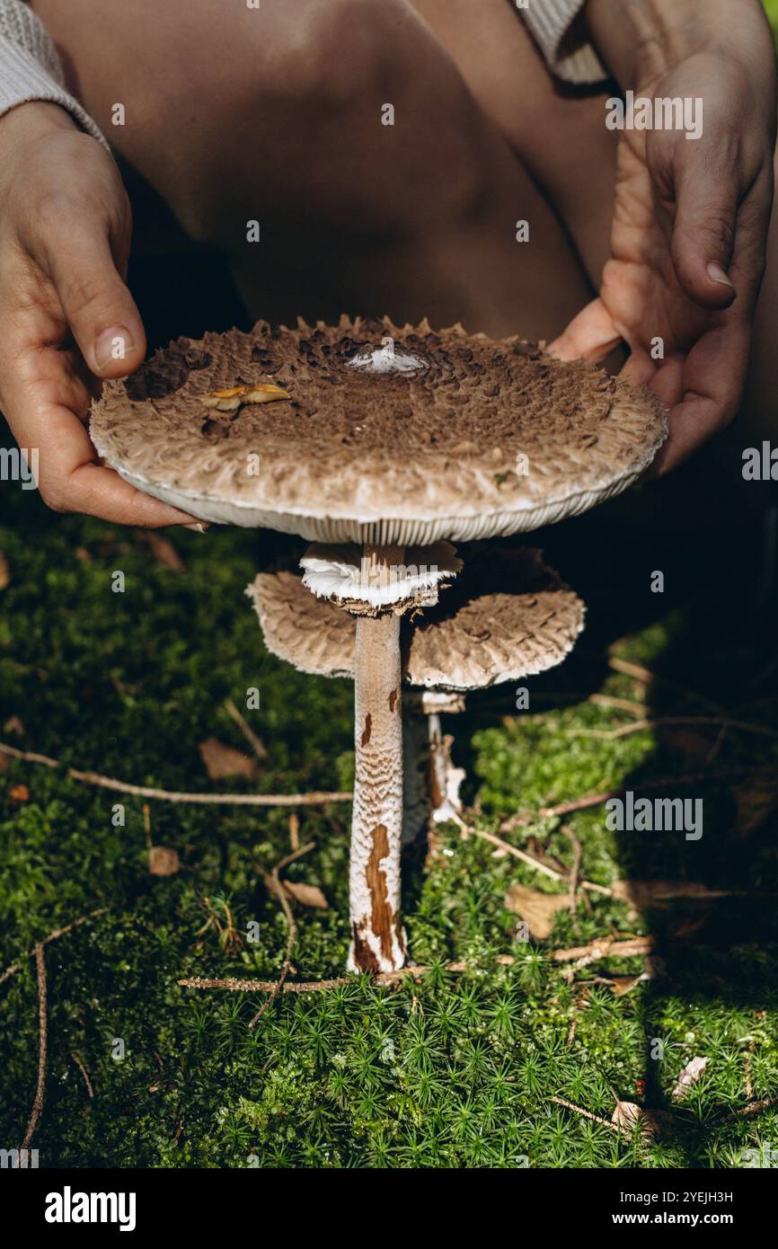 Giovane donna che forgia funghi Macrolepiota procera nella foresta. Foto di alta qualità Foto Stock