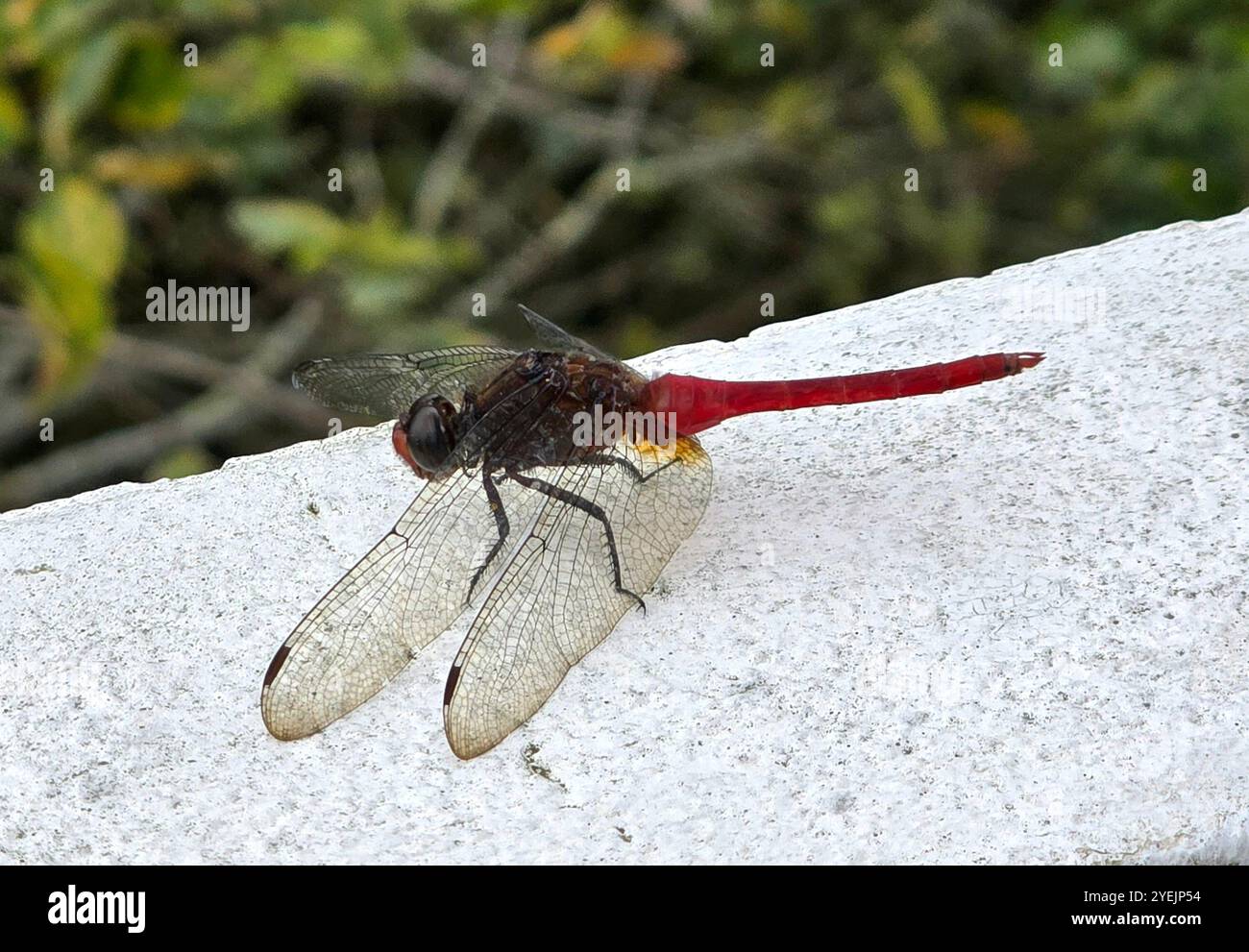 Un primo piano di una libellula rossa. Foto Stock