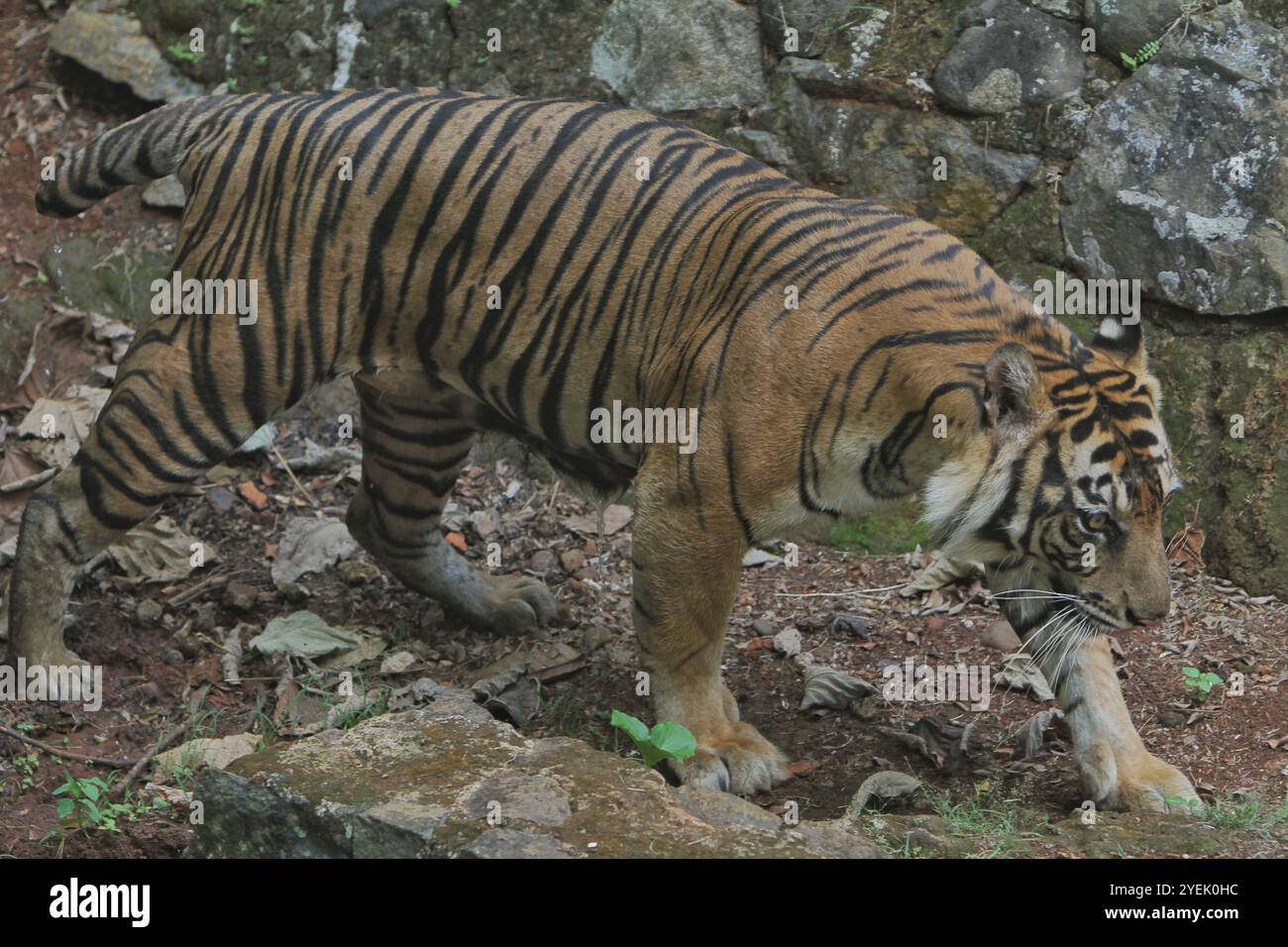 Un sumatrantiger girovaga tra le rocce durante il giorno Foto Stock