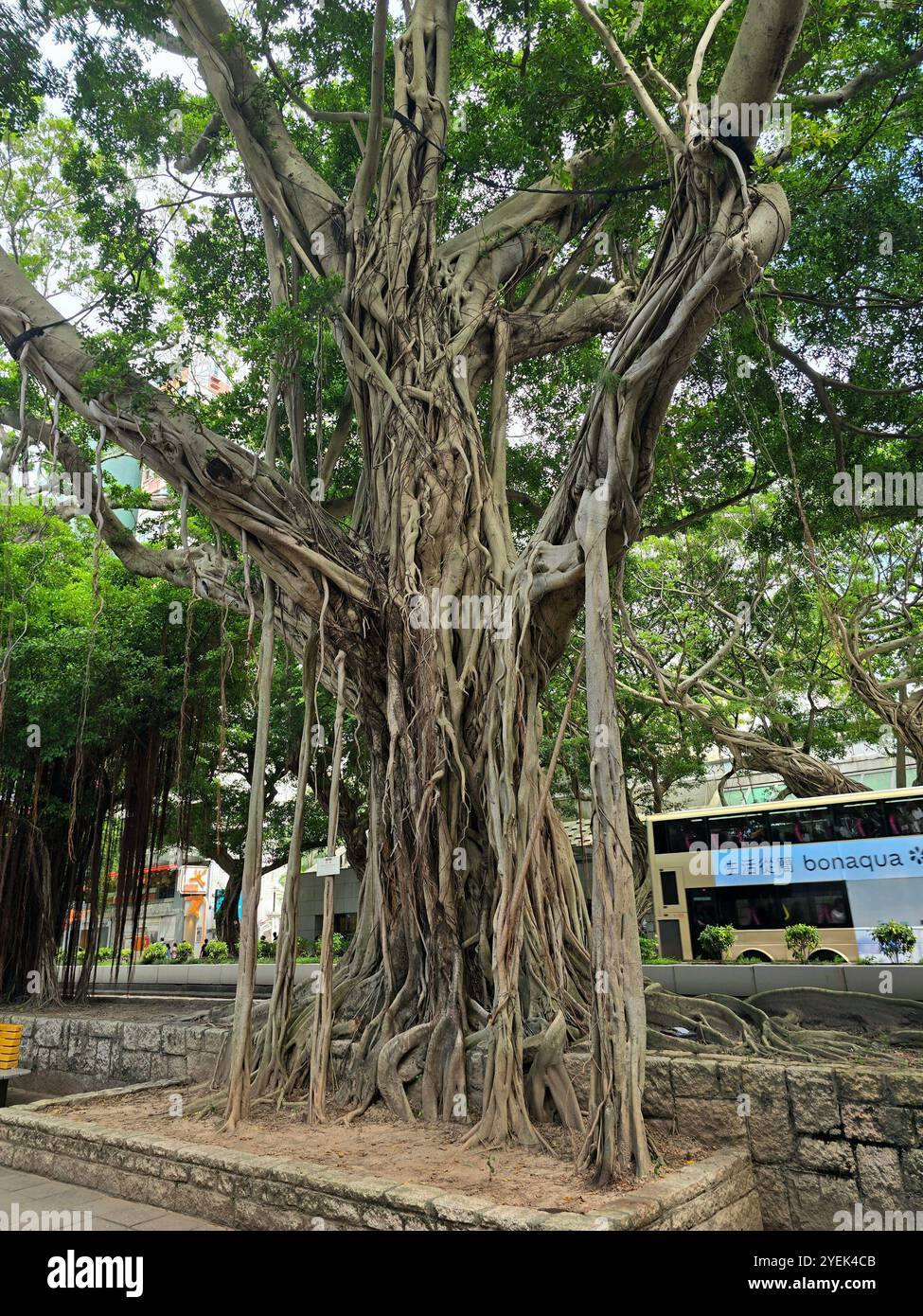 Un grande albero di Banyan su Nathan Road a Kowloon, Hong Kong. - Immagine stock catturata con smartphone