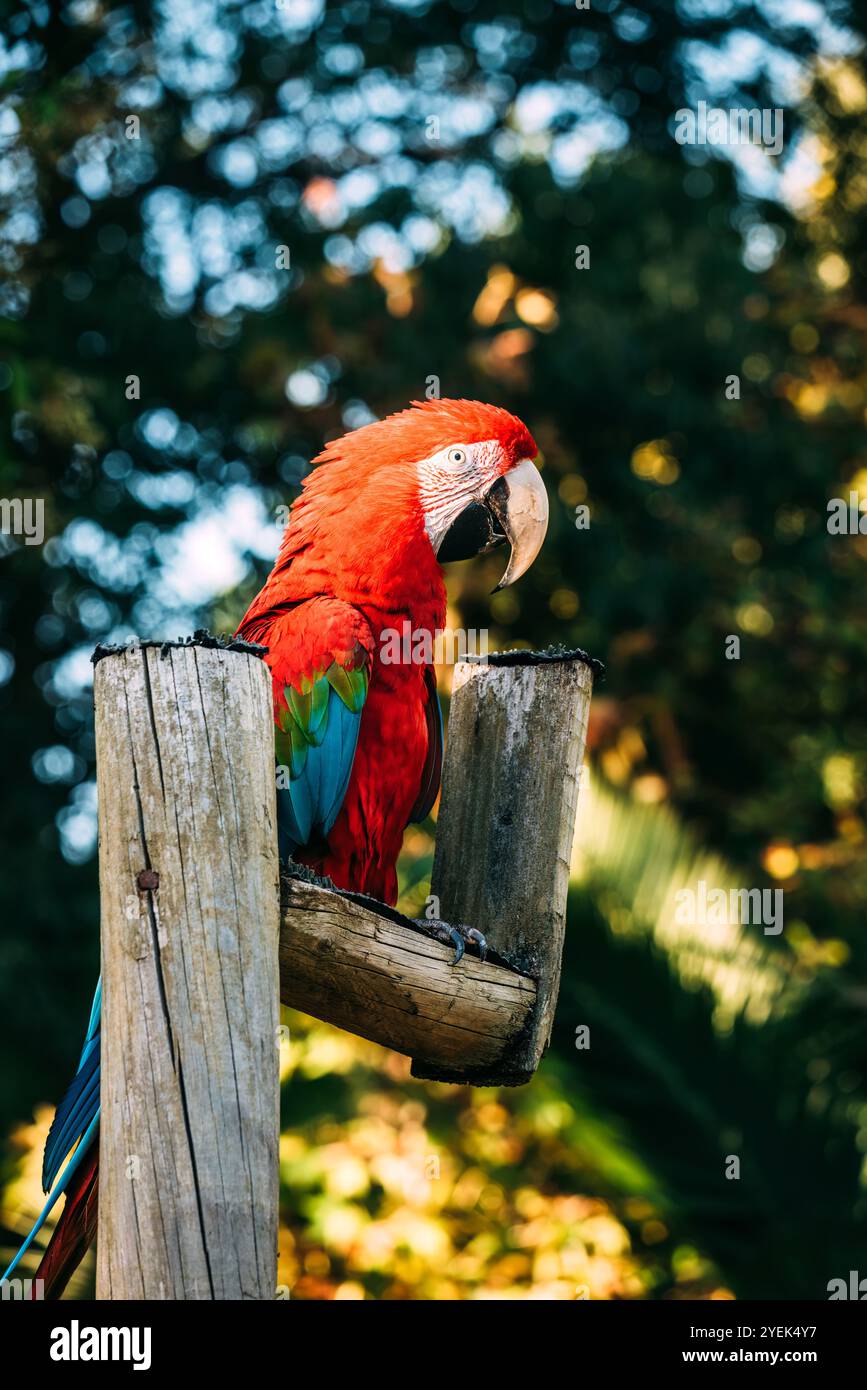 Un'ara scarlatta, con piume rosse e blu brillanti, si erge in cima a un palo di legno in mezzo a uno sfondo tropicale verde, crogiolandosi alla calda luce del sole Foto Stock