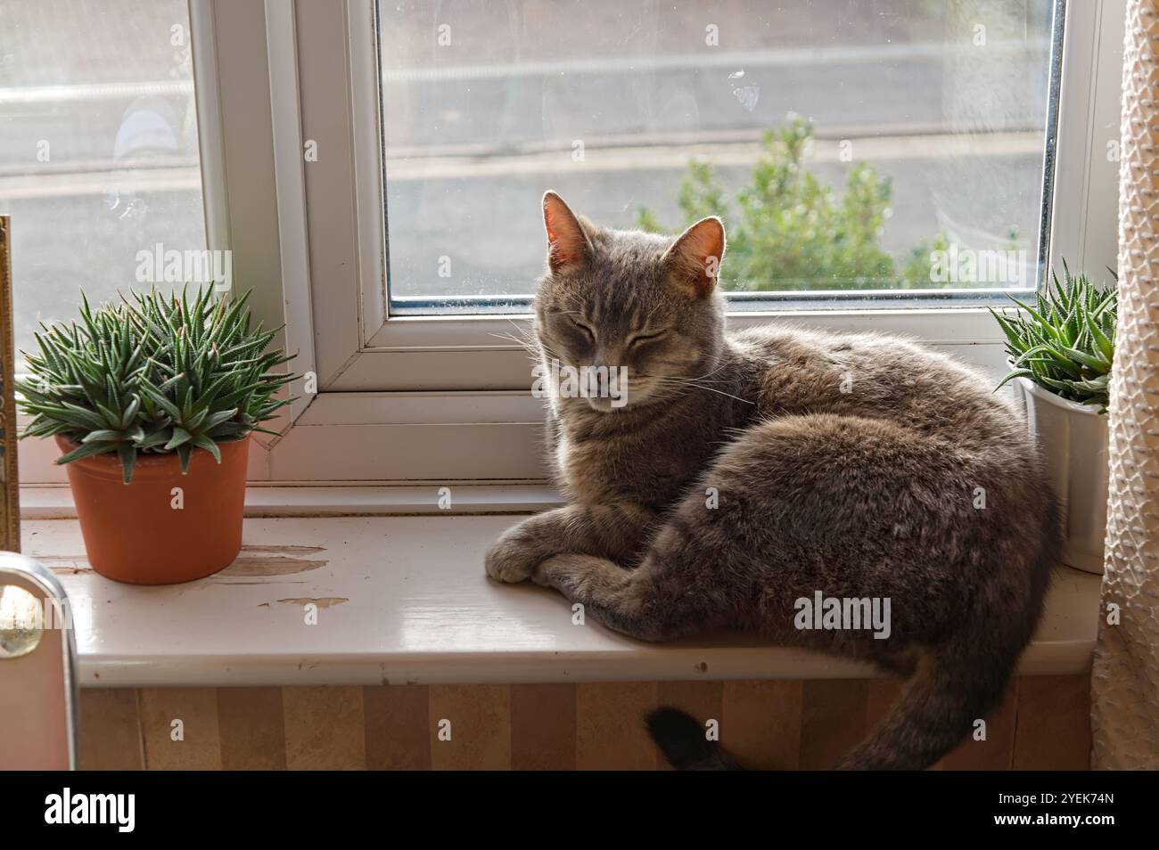 un adorabile gatto da tabby maschile seduto sul davanzale della finestra vicino a una pianta d'casa Foto Stock