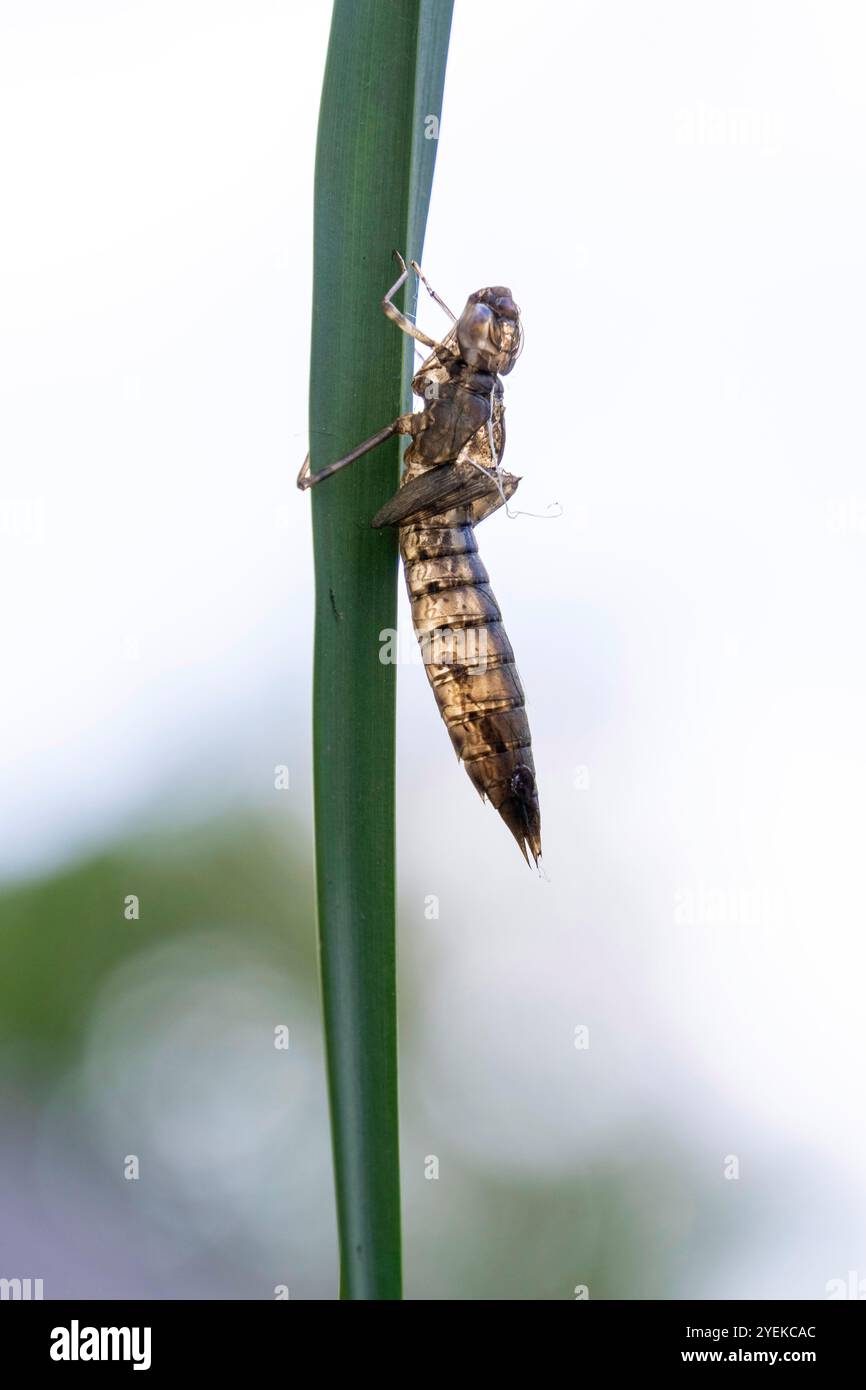 Exuvia Dragonfly, sloughing, exuvia vuota, busta di una larva di libellula. Busta Chitinous abbandonata dall'insetto Foto Stock