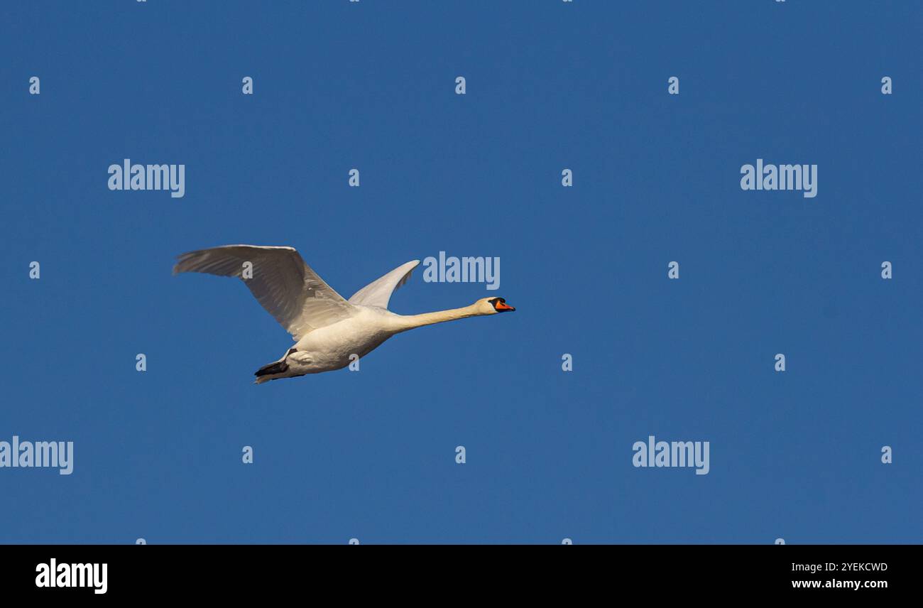 Cigno Cygnus olor muto in volo con cieli blu sullo sfondo. Foto Stock