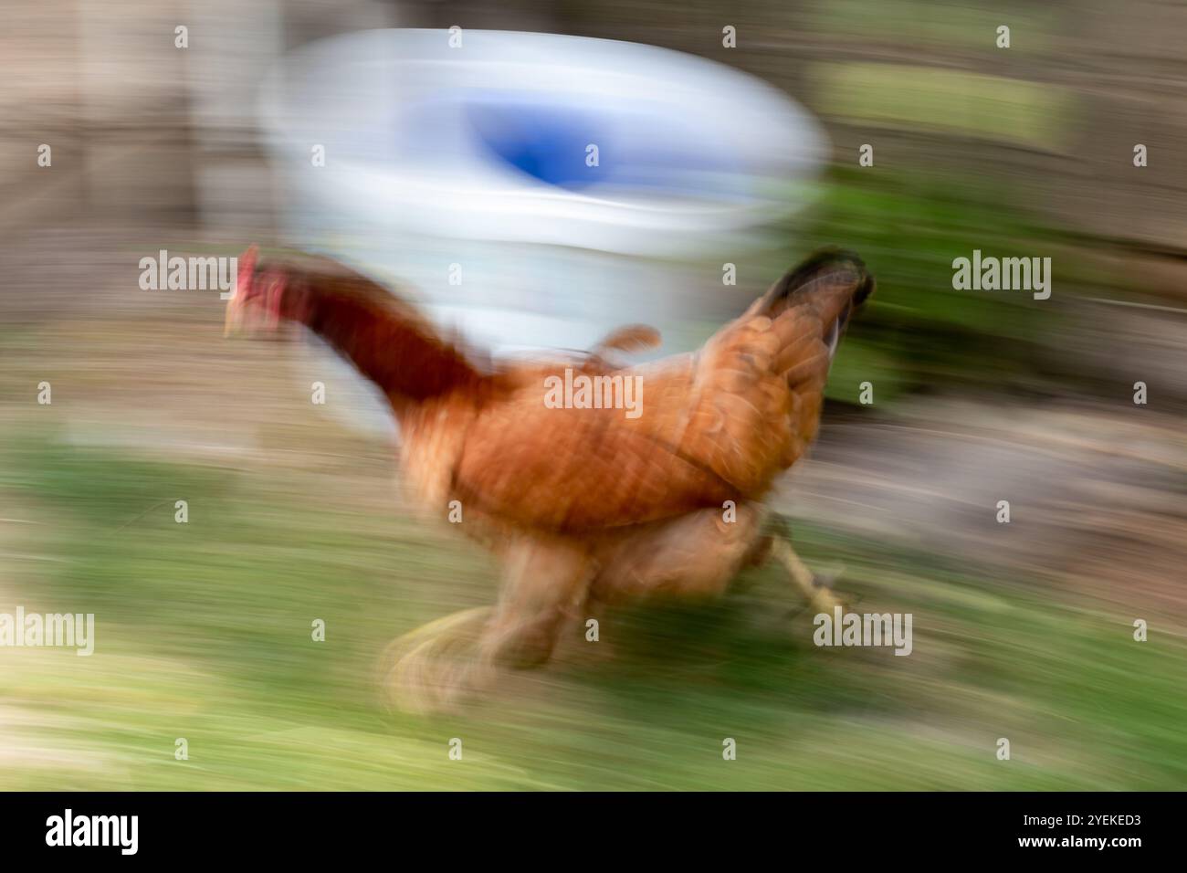 Il pollo scorre nel giardino, sfocatura intenzionale del movimento Foto Stock