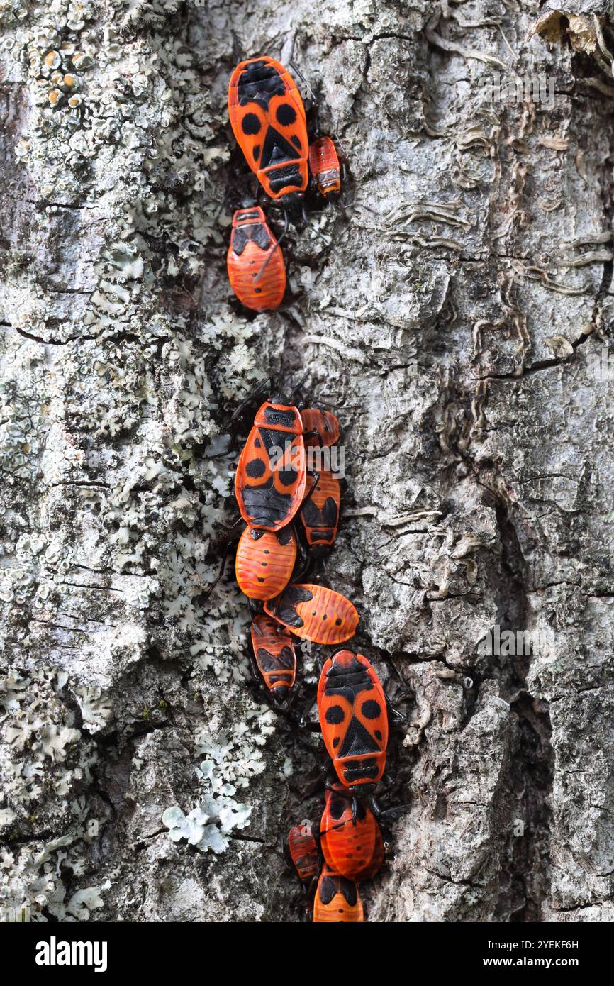 Firebugs (Pyrrhocoris apterus) Loira, Francia Foto Stock