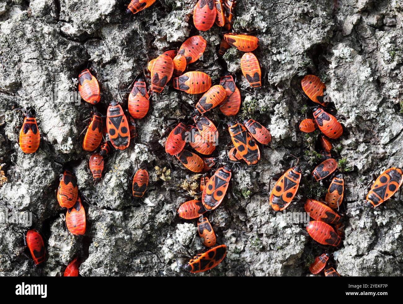 Firebugs (Pyrrhocoris apterus) Loira, Francia Foto Stock