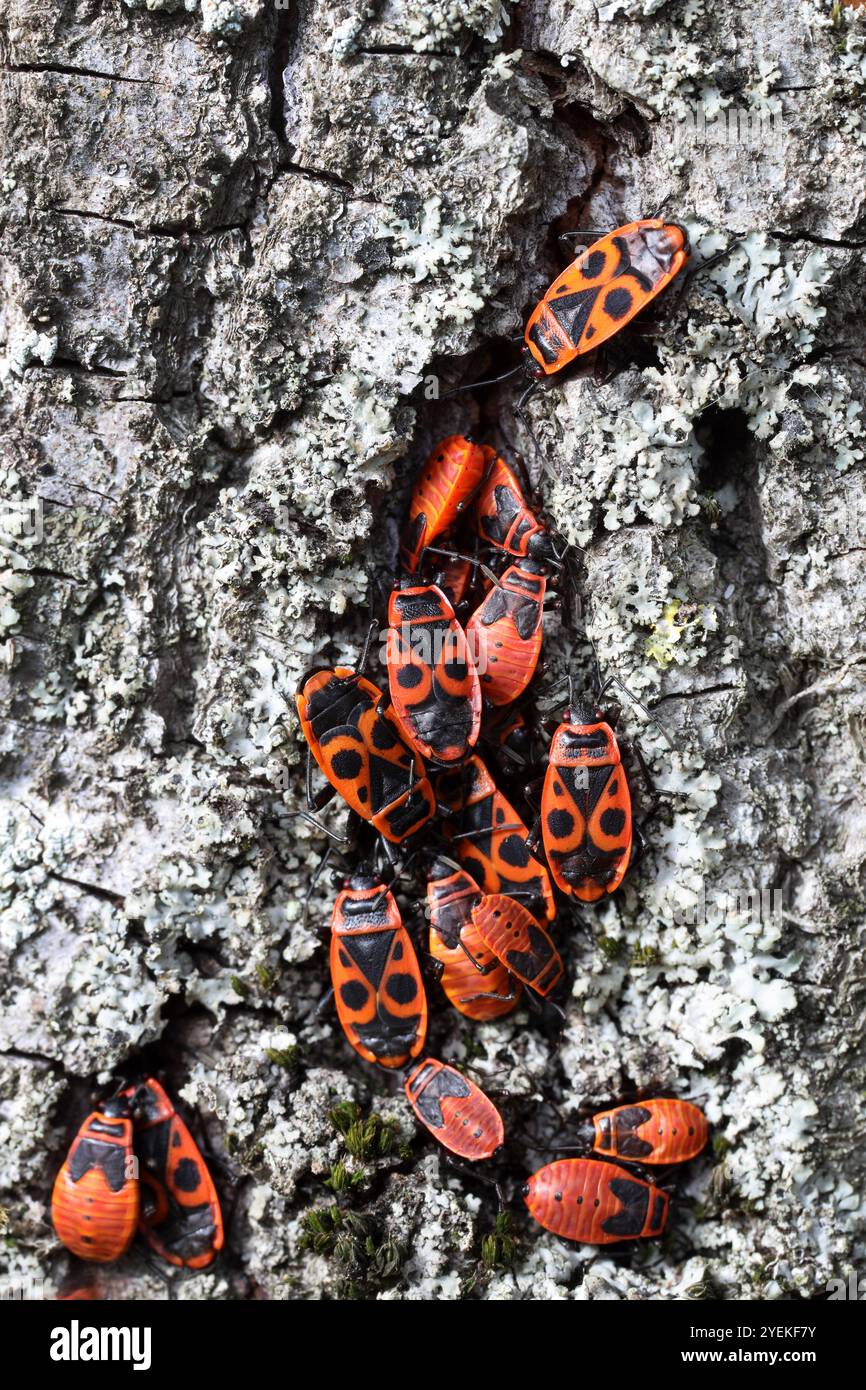 Firebugs (Pyrrhocoris apterus) Loira, Francia Foto Stock