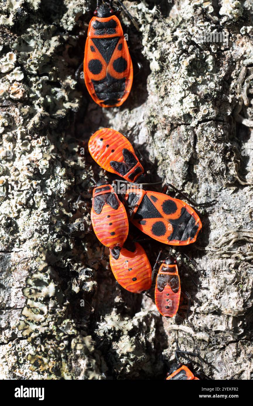 Firebugs (Pyrrhocoris apterus) Loira, Francia Foto Stock