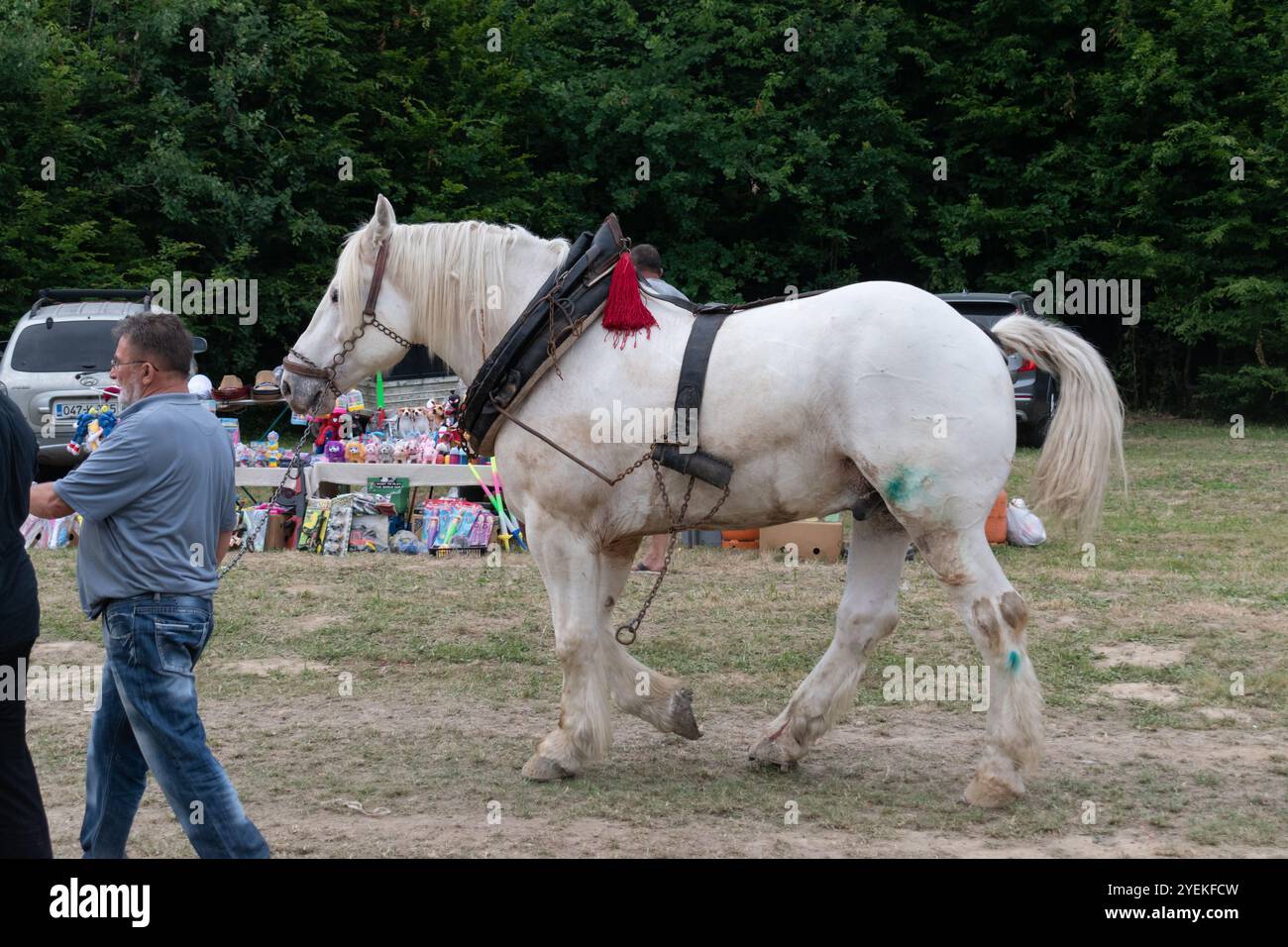 L'uomo conduce il cavallo dalle redini, il cavallo bianco Foto Stock