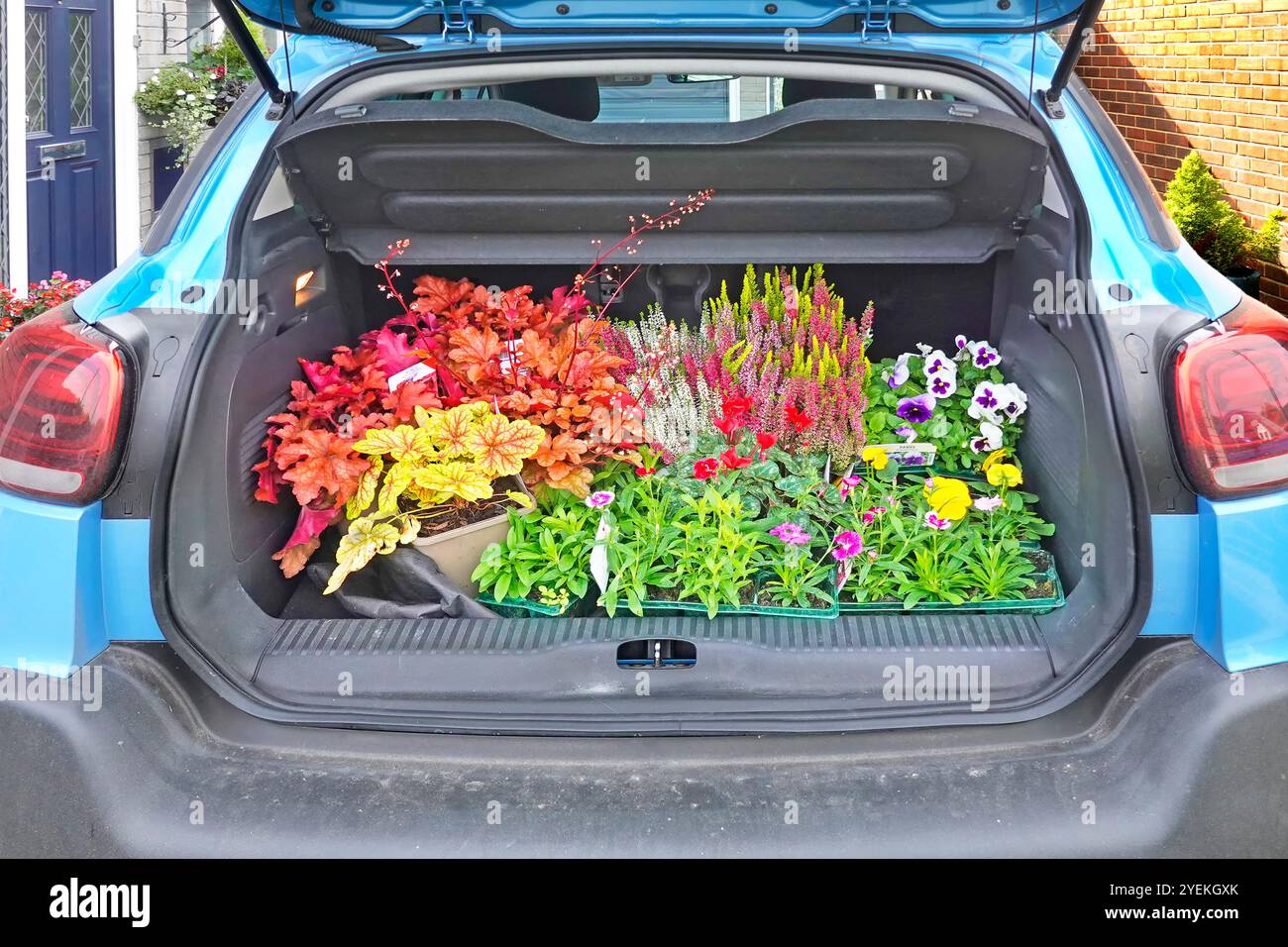Viaggio di successo in auto al Garden Centre, portellone aperto rialzato per auto, che espone colorate piante di biancheria da letto in fiore invernale da scaricare nell'Essex Inghilterra Regno Unito Foto Stock