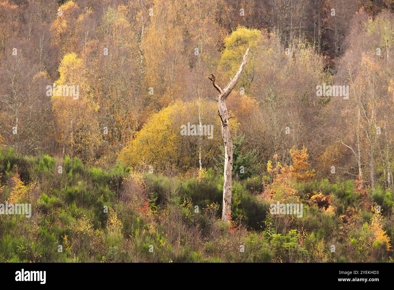 Un impressionante albero morto sorge in mezzo a un vivace fogliame autunnale, creando un bel contrasto nelle foreste del Perthshire, in Scozia. Foto Stock