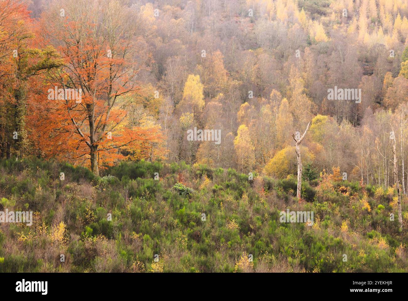 Vivace fogliame autunnale in una tranquilla area boschiva del Perthshire, che presenta una ricca miscela di colori autunnali in Scozia, Regno Unito. Foto Stock