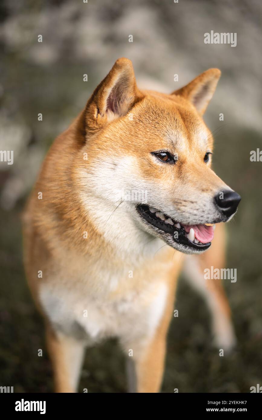 Ritratto ravvicinato del cane Shiba inu rosso Foto Stock